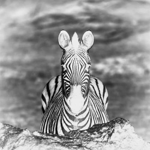 zebre hp coaching bordeaux