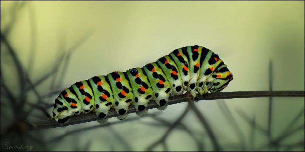 accompagnement therapeutique pour transformation