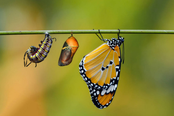 accompagnement therapie coaching